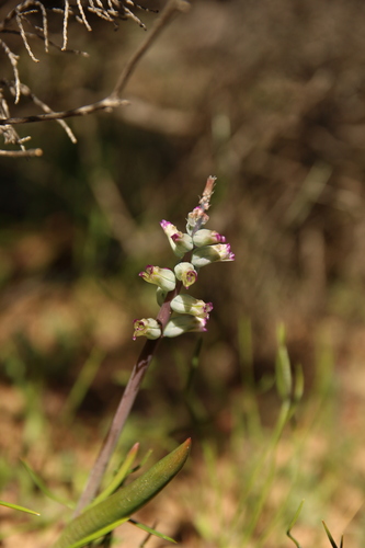 Lachenalia obscura