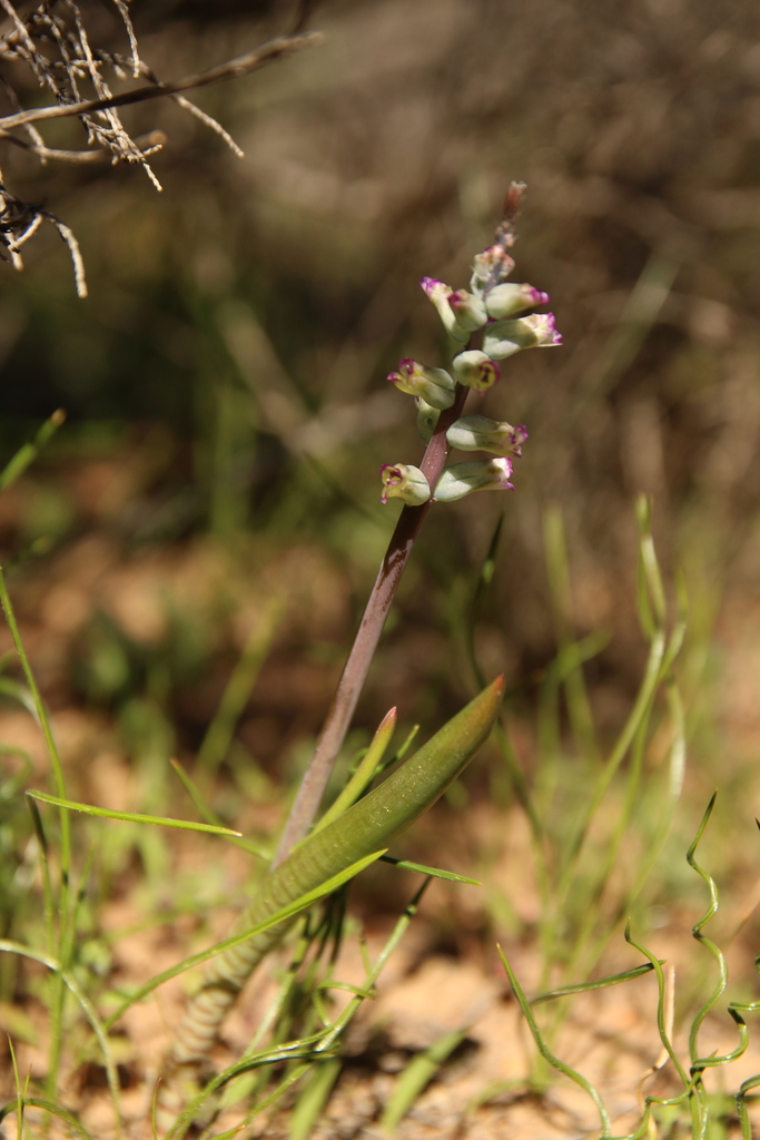 Lachenalia obscura, Namakwa District Municipality, South Africa