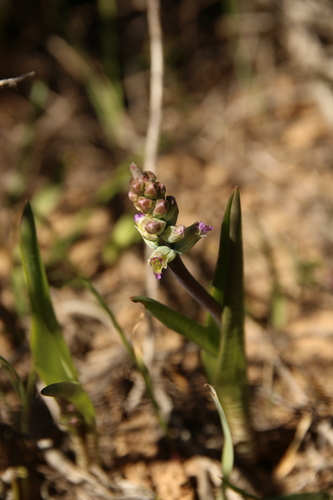 Lachenalia obscura