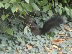 Sciurus vulgaris