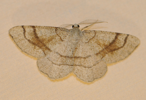 Adactylotis contaminaria