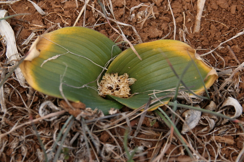Dolerite Crownlily (Daubenya capensis)