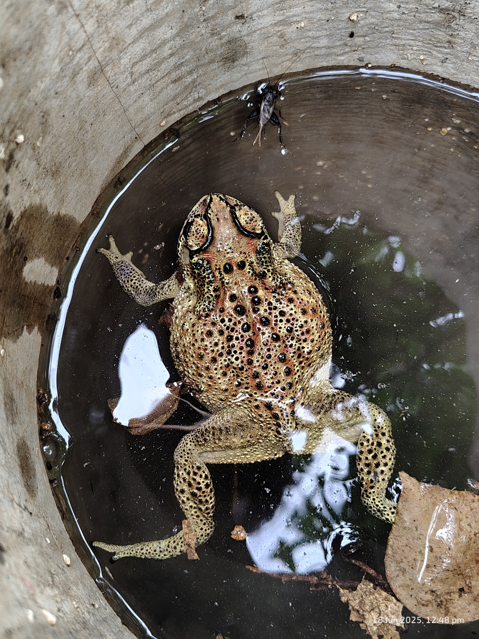 Indian Common True Toad