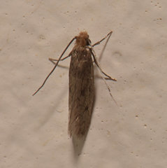 Niditinea orleansella