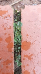Marchantia polymorpha