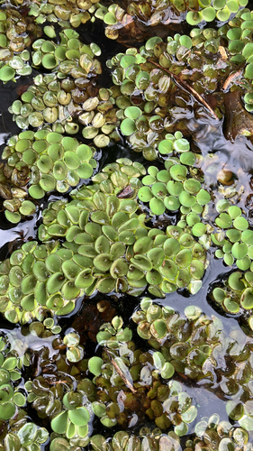 Salvinia cucullata, photograph 4