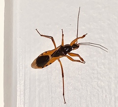 Ectomocoris ornatus