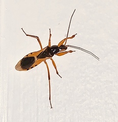 Ectomocoris ornatus