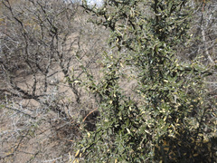 Atamisquea emarginata