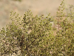 Larrea cuneifolia