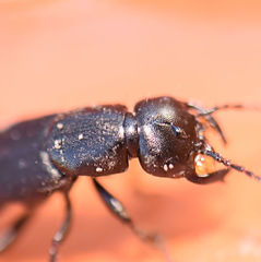 Tasgius melanarius
