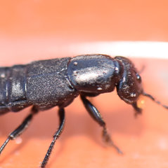 Tasgius melanarius