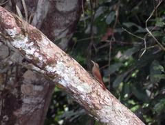 Lepidocolaptes duidae