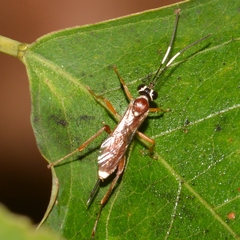 Diapetimorpha