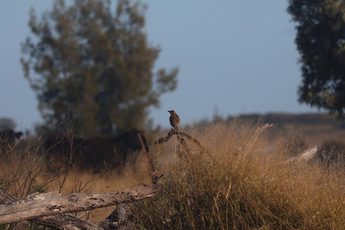 Spotted Bowerbird (Chlamydera maculata)