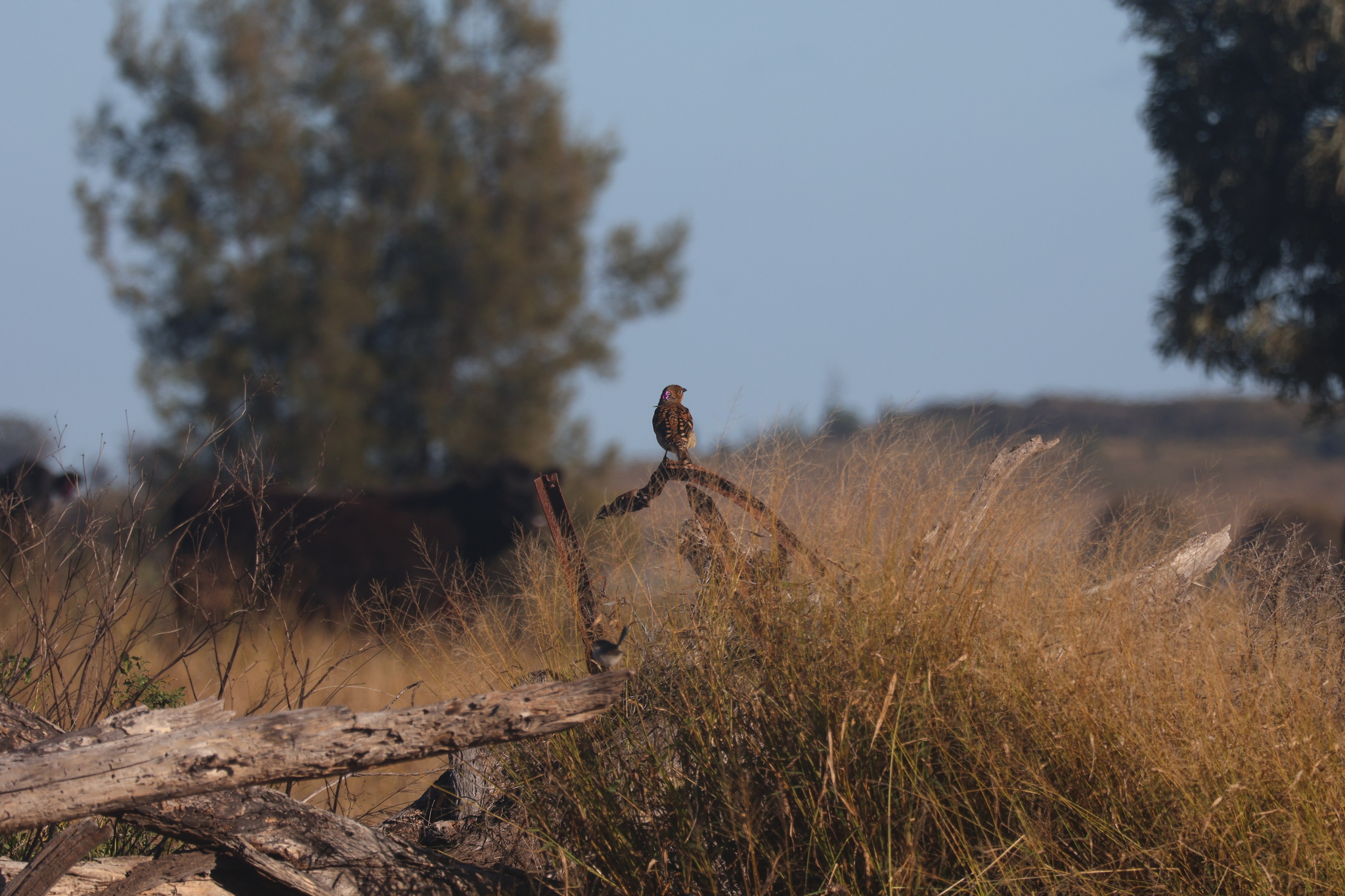 Spotted Bowerbird (Chlamydera maculata), photo 2