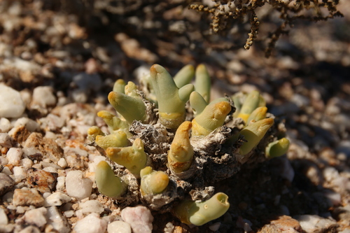 Fingerfig (Mesembryanthemum digitatum)