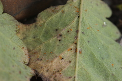 Phragmidium sanguisorbae