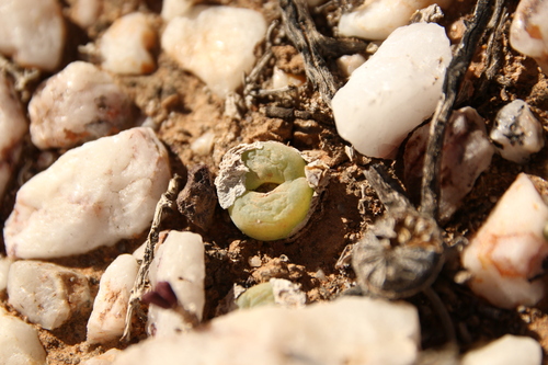 Conophytum subfenestratum
