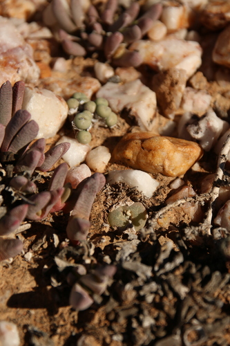 Conophytum subfenestratum