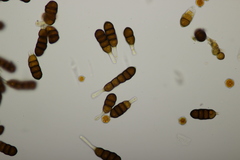 Phragmidium sanguisorbae