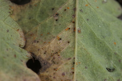 Phragmidium sanguisorbae