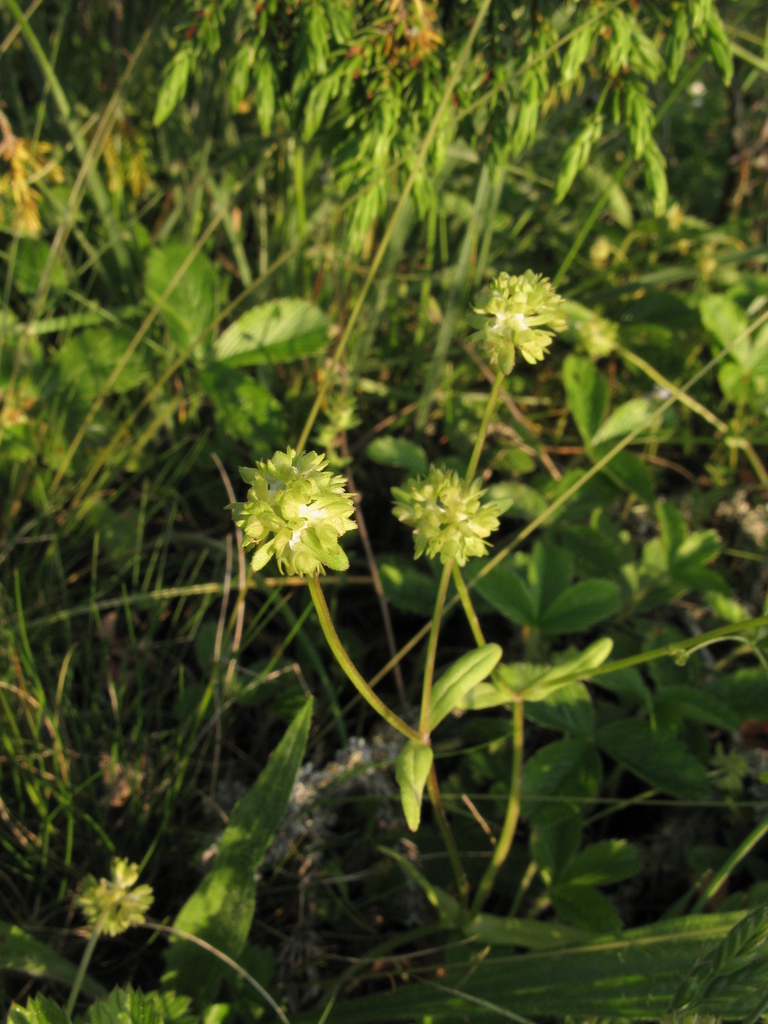 Valerianella locusta