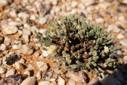 Schwantesia pisiformis (Haw.) L. Bolus