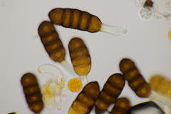 Phragmidium sanguisorbae