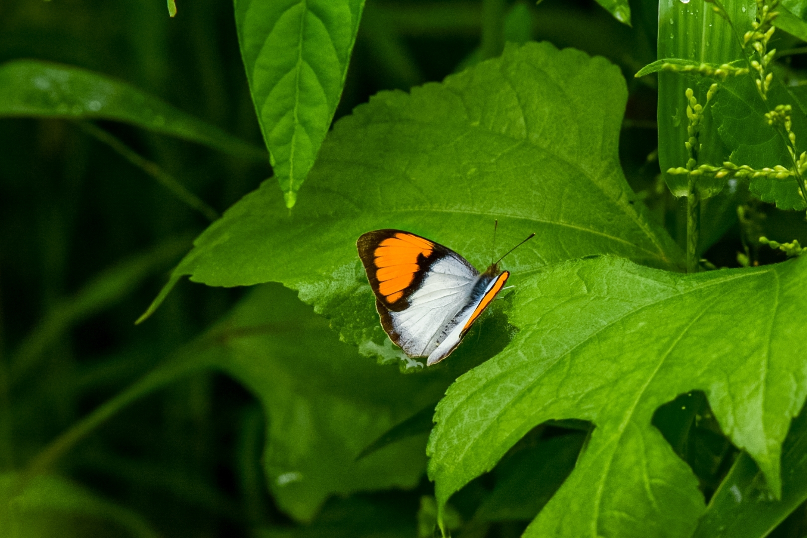 White Orange-Tip
