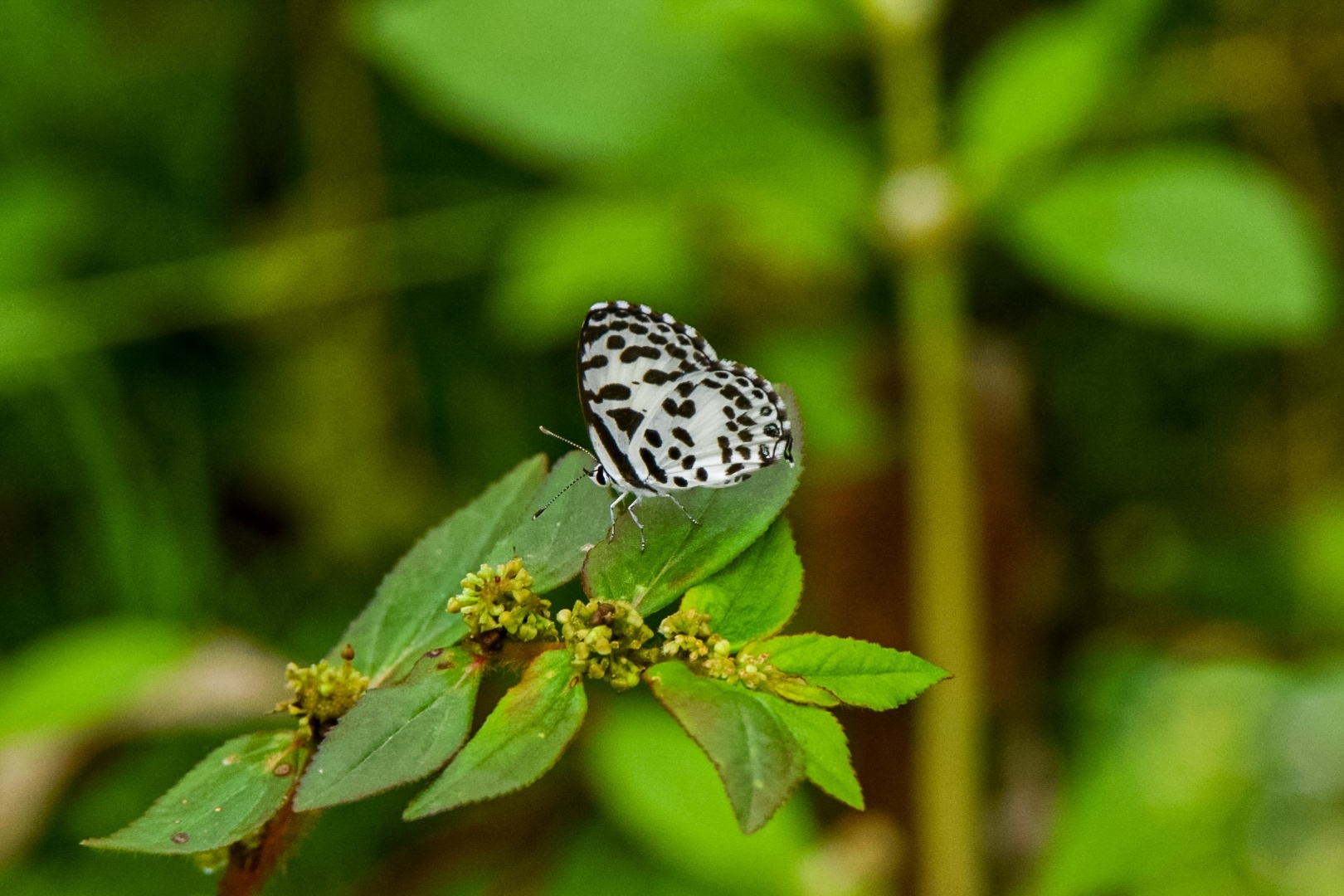 Common Pierrot