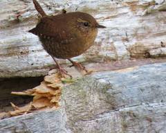 Pacific Wren photo 5