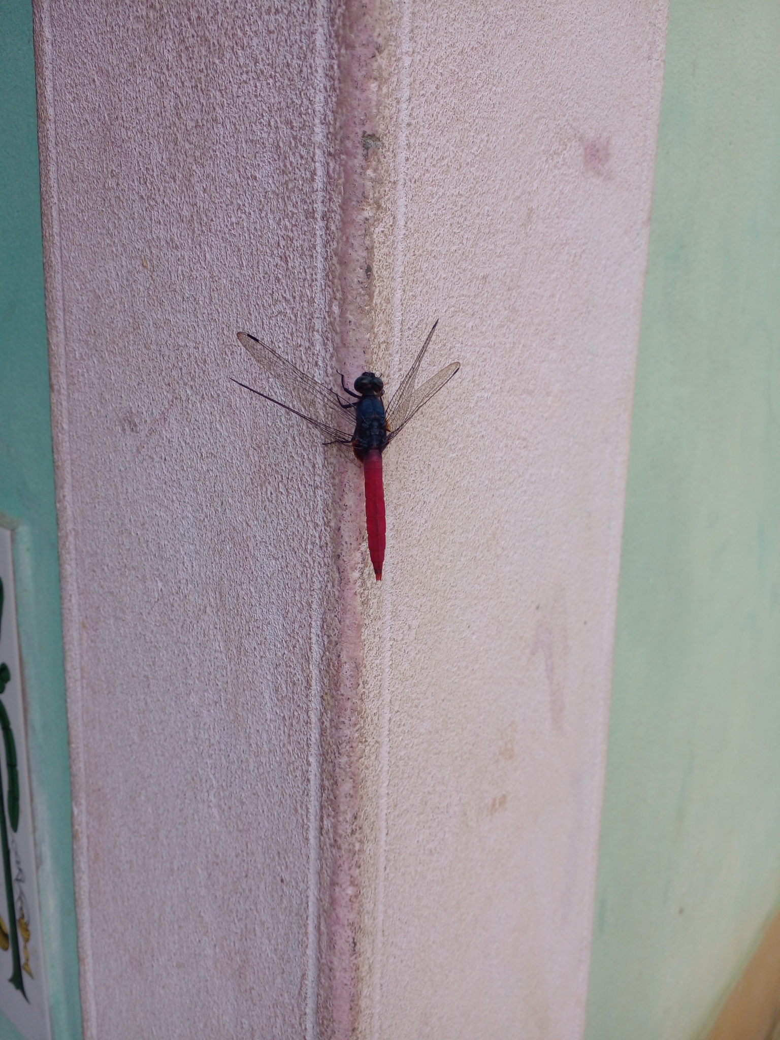 Crimson-Tailed Marsh Hawk