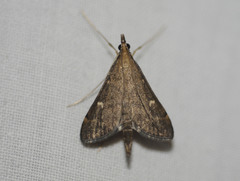 Dolicharthria punctalis