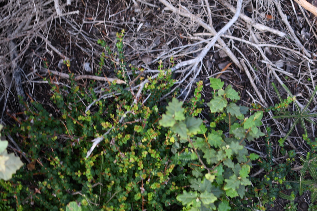 Hypocalymma cordifolium; photograph (c) Em Lamond, some rights reserved (CC BY)