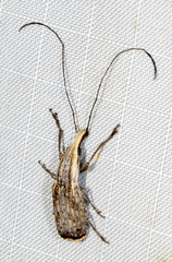 Ancylotropis waterhousei