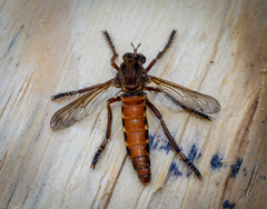 Diogmites basalis