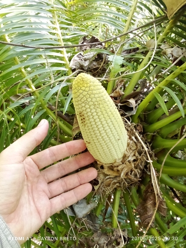 Microcycas calocoma, photograph 2