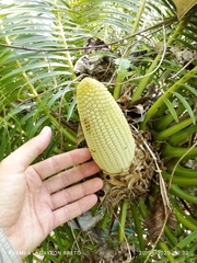 Microcycas calocoma, photograph (c) Dayron Breto, some rights reserved (CC BY)