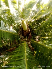 Microcycas calocoma, photograph (c) Dayron Breto, some rights reserved (CC BY)