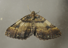 Earophila badiata
