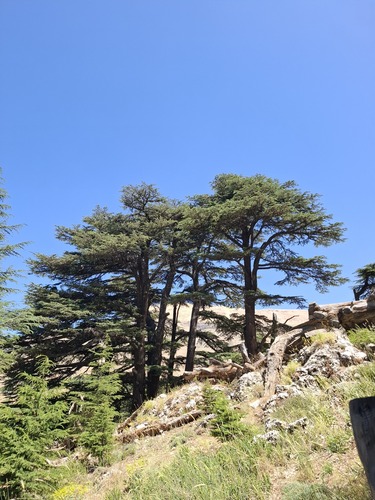 Cedrus libani, photographed by an iNaturalist contributor