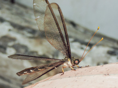 Haploglenius flavicornis
