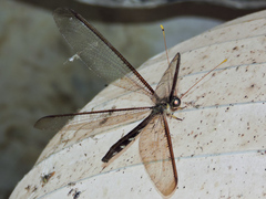 Haploglenius flavicornis