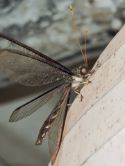 Haploglenius flavicornis