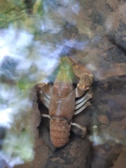 Austropotamobius torrentium