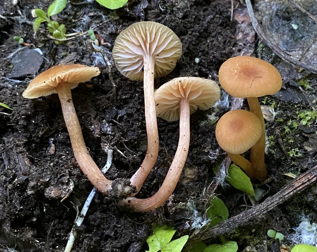 Laccaria sp. 'ID02'