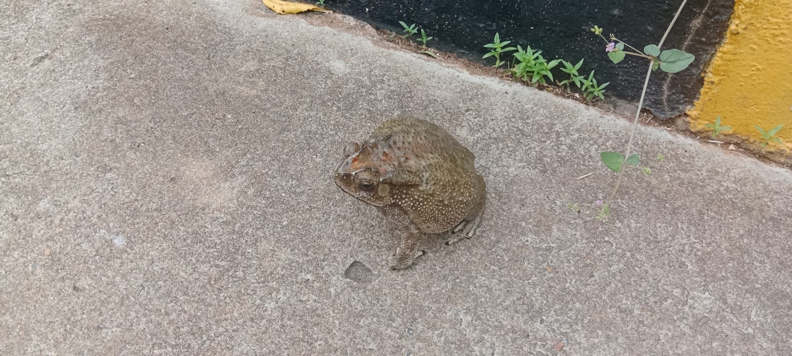 Indian Common True Toad