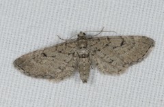 Eupithecia intricata