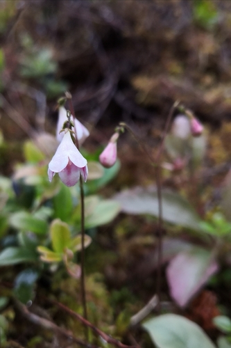 Twinflower